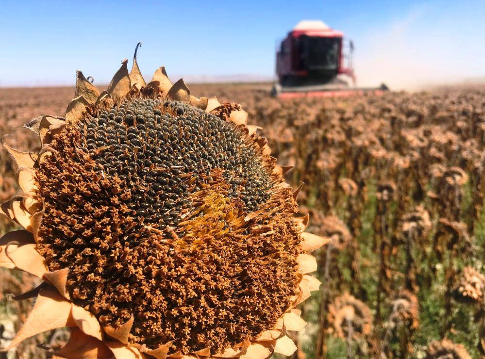 Türkiye’nin karnını Konya doyuruyor 3